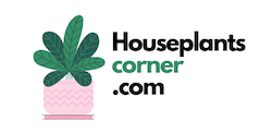 HouseplantsCorner –  The Houseplants Experts