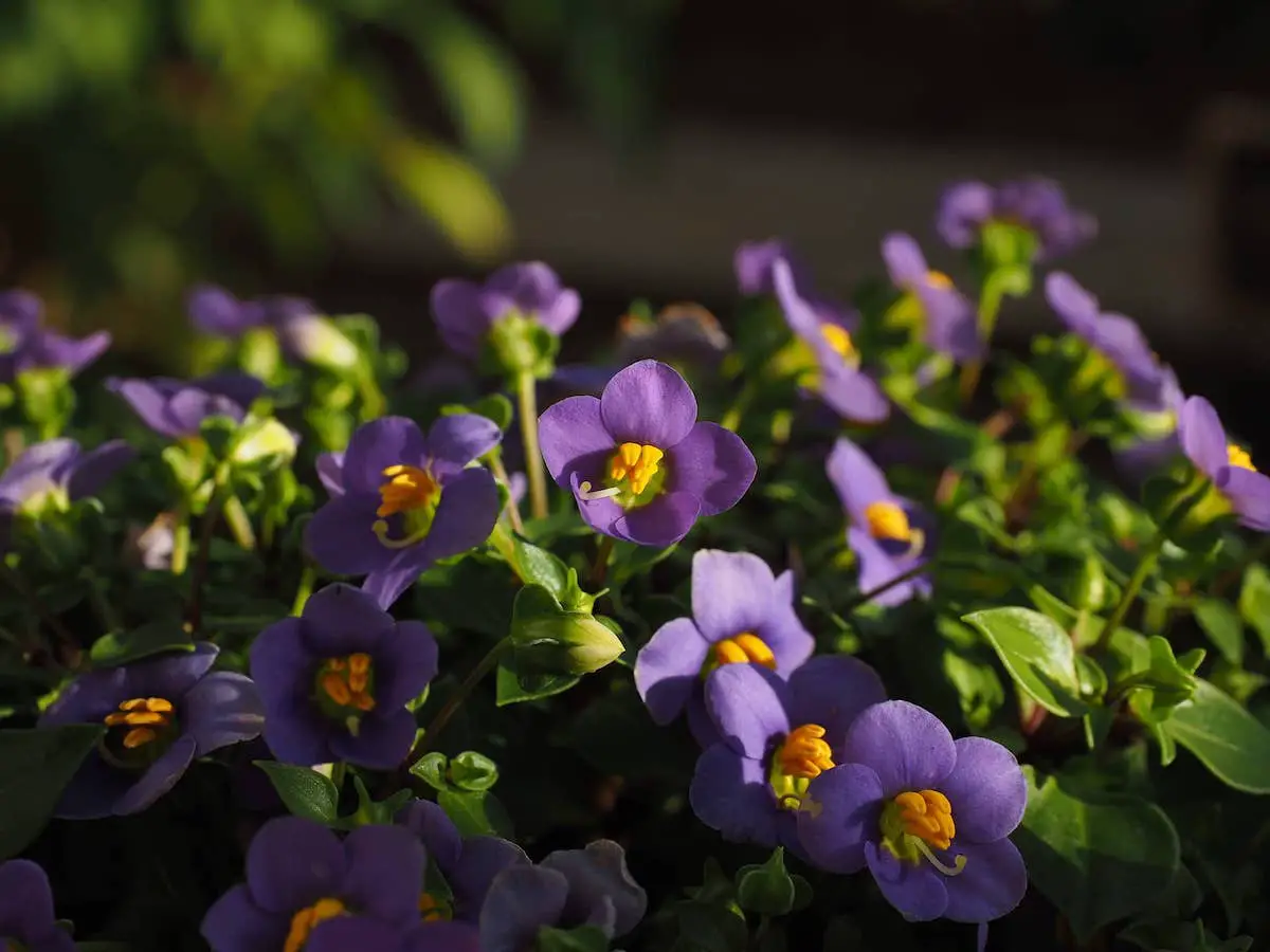 10 Best Indoor Plants for Shallow Pots. African Violet