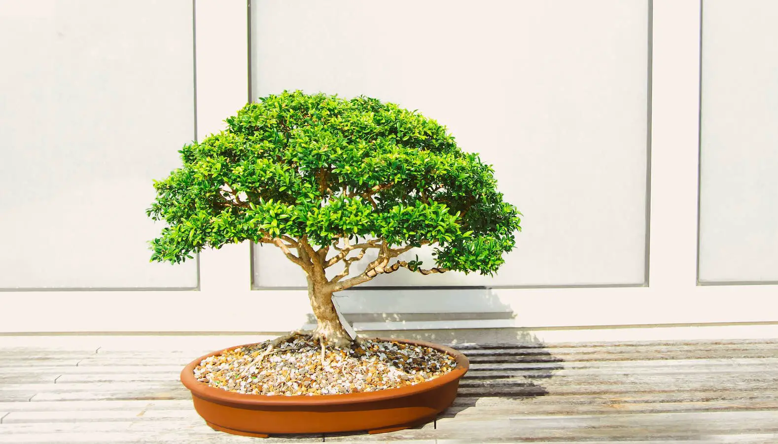 10 Best Indoor Plants for Shallow Pots. Bonsai tree