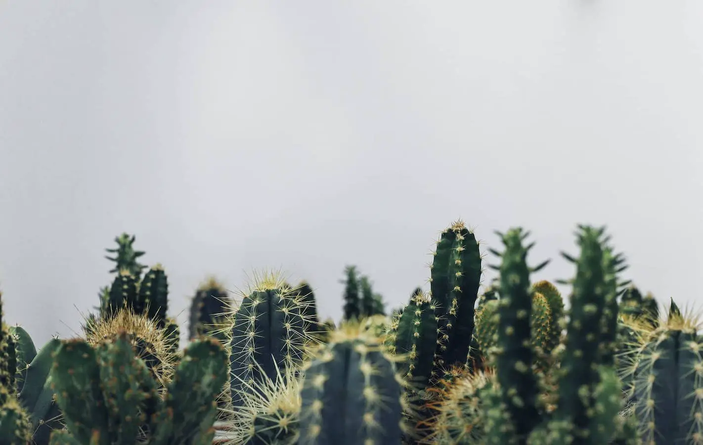 10 Best Indoor Plants for Shallow Pots. Cacti/cactus
