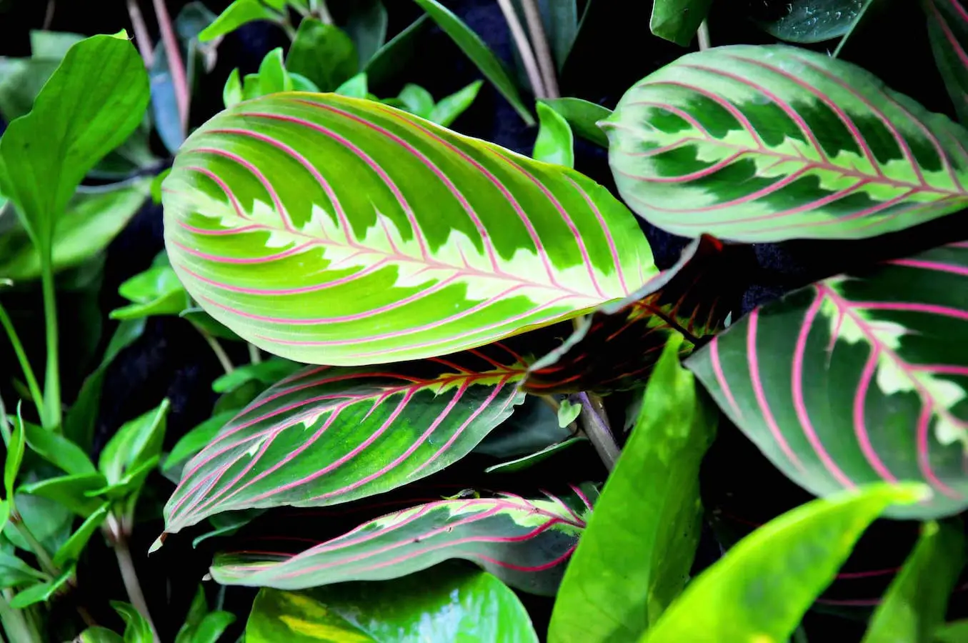 10 Best Indoor Plants for Shallow Pots. Prayer Plant leaves - Maranta leuconeura