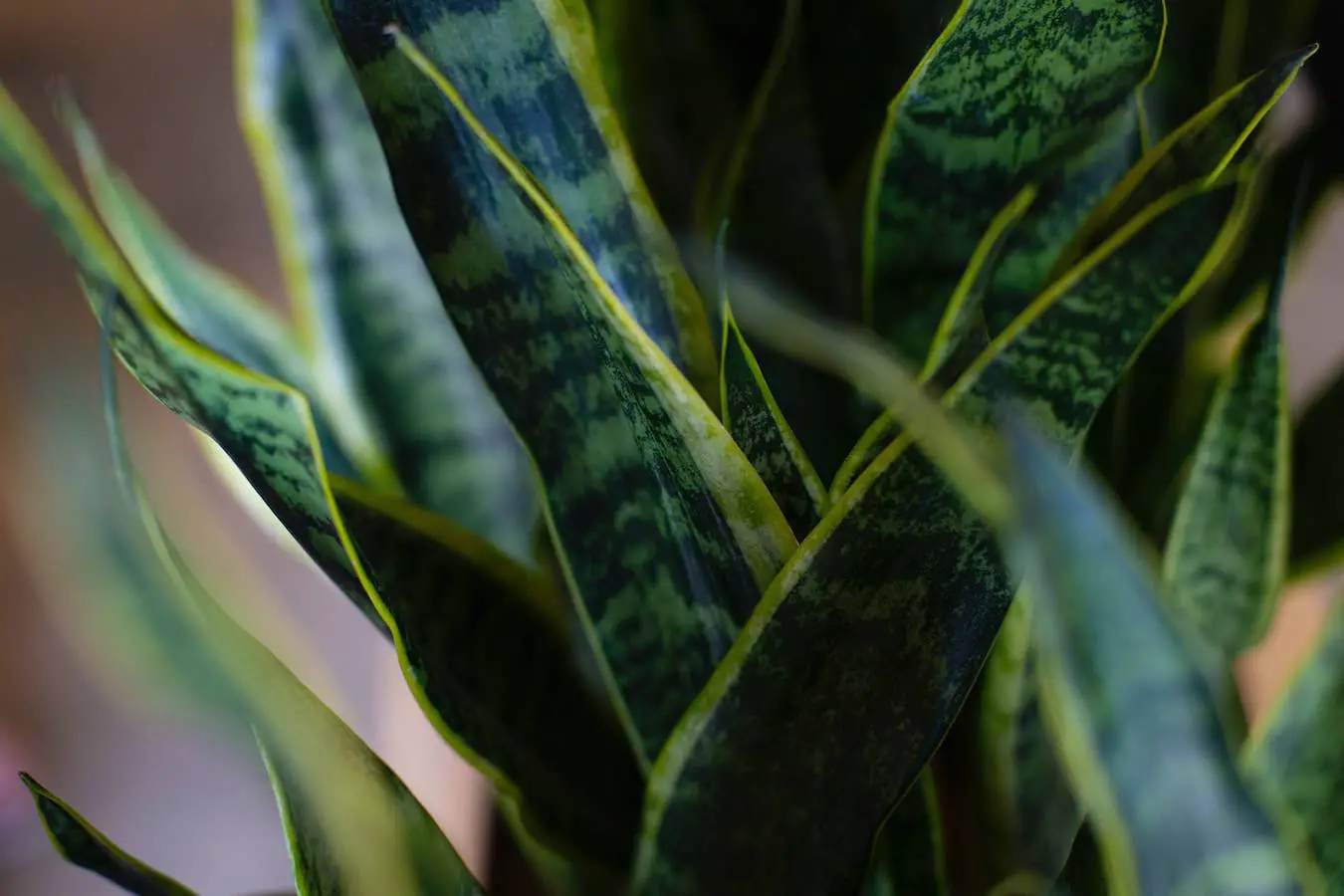 10 Best Indoor Plants for Shallow Pots. Snake plant leaves