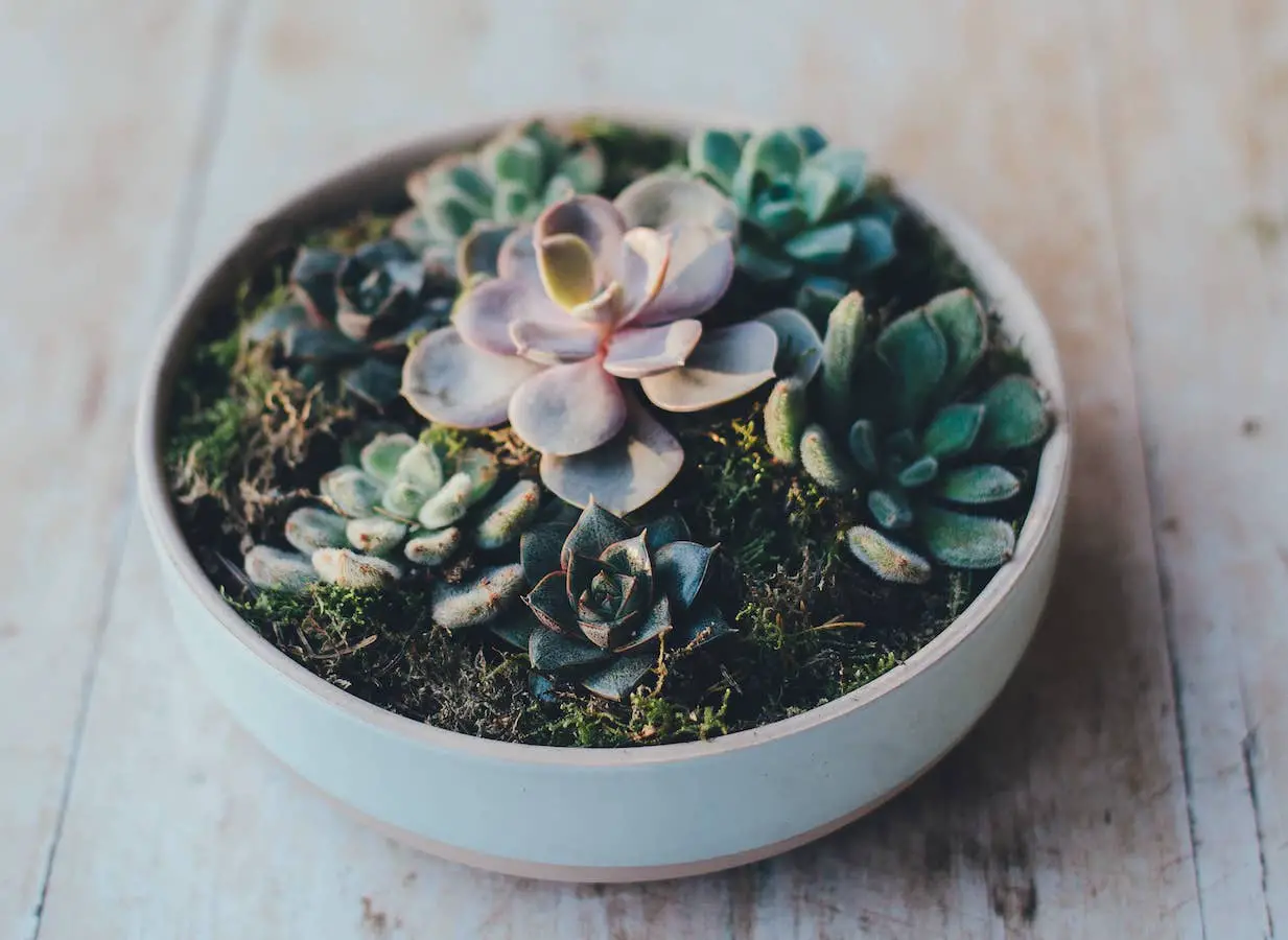 10 Best Indoor Plants for Shallow Pots. Succulents