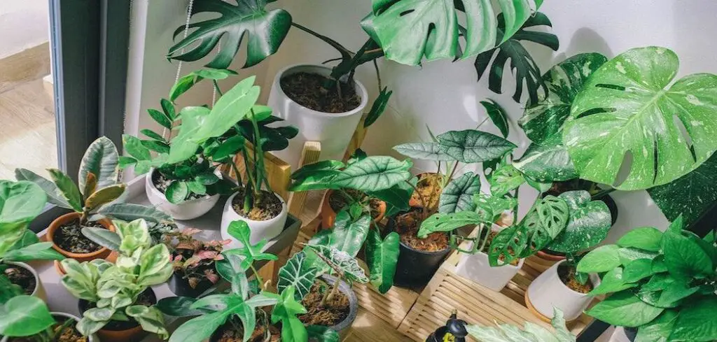 Can You Have Too Many Houseplants?