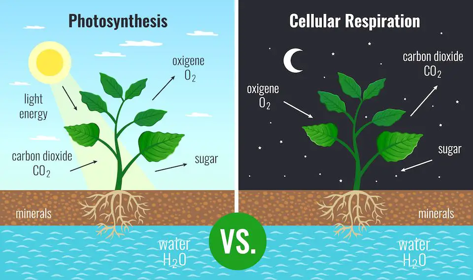 Can plants kill you at night? photosynthesis vs cellular respiration diagram