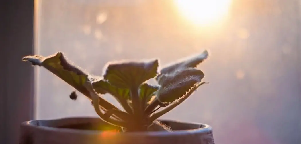 Can plants grow without sunlight, small plant in the sun