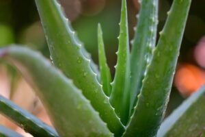 Can plants kill you at night? Aloe vera plant