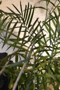 Can plants kill you at night? Areca palm