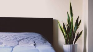 Can plants kill you at night? Houseplant in bedroom