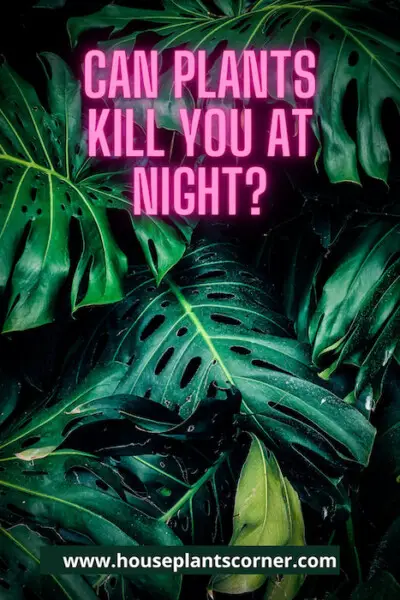 can-plants-kill-you-at-night-houseplantscorner-the-houseplants-experts