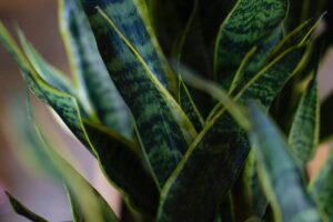 Can plants kill you at night? Snake plant