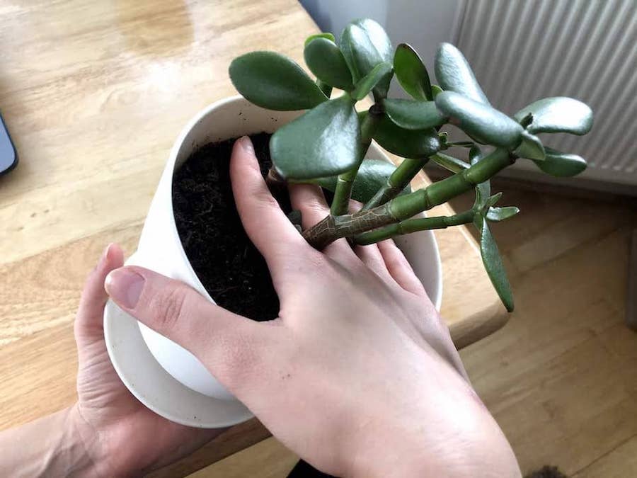 How to keep plants small? Guide step 1. Hand holding houseplant by the stems.