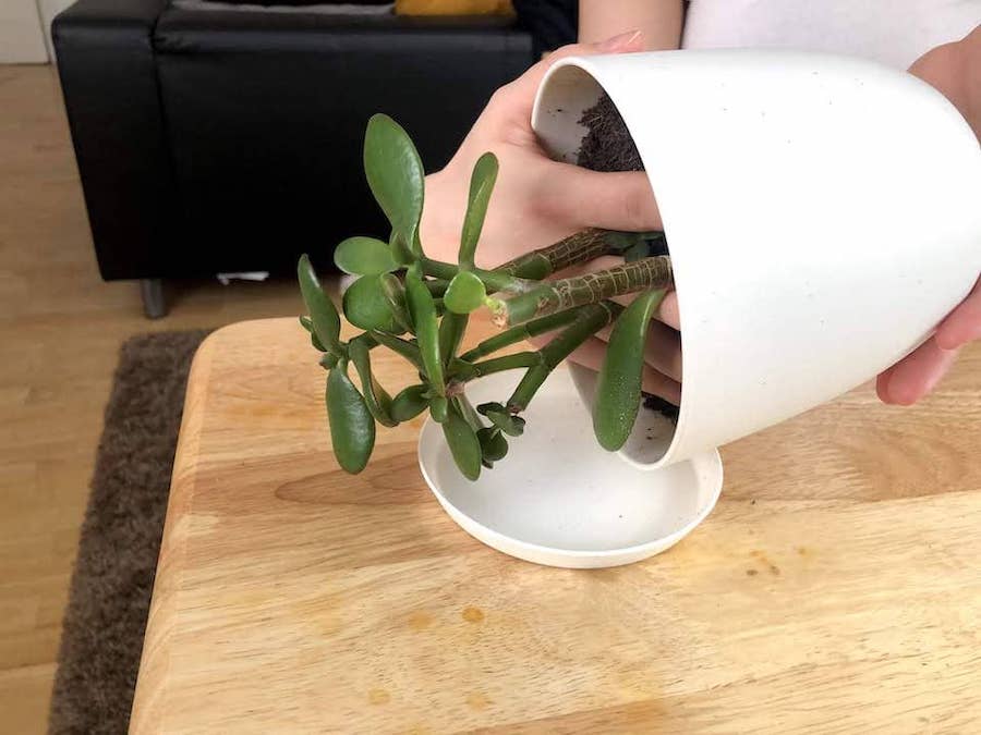 How to keep plants small? Guide step 2. Hands turn potted houseplant upside down.