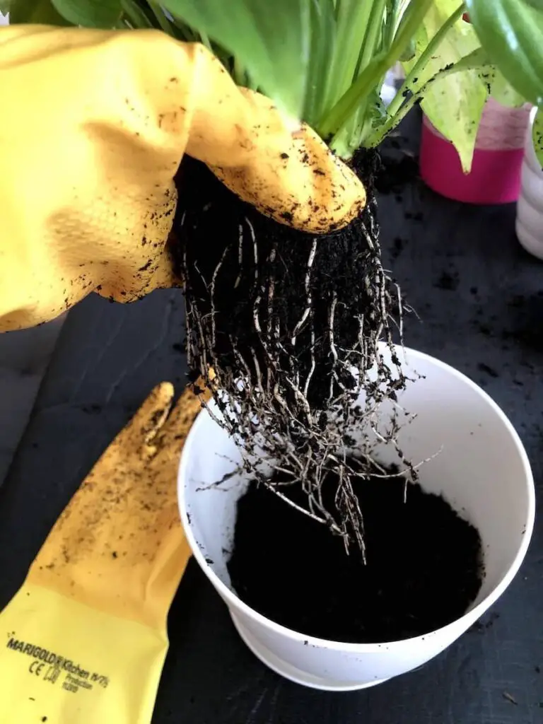 How to keep plants small? Guide step 5. Hand with glove holding a houseplant with its root at sight and a pot under it.