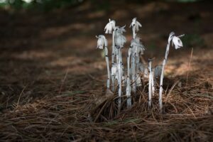 Can plants grow without sunlight, Indian Pipe parasitic plant (Monotropa uniflora)