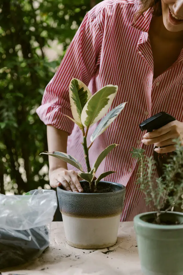 is-sugar-water-good-for-houseplants-facts-you-should-know