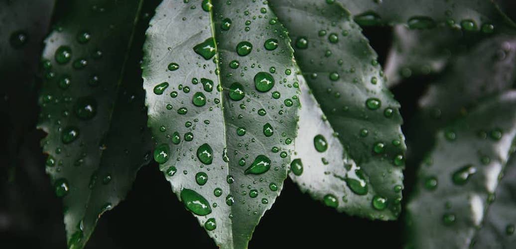 Can you mist your plants everyday? 9 Facts to Know. Featured image