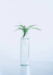 Why do plants need soil? Plant in water vase