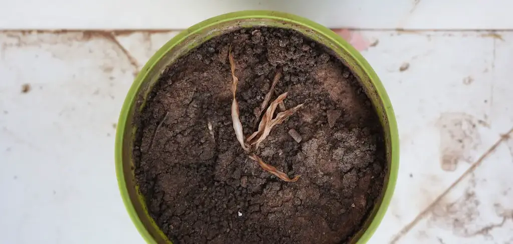 How To Revive A Plant That Dried Out? very dry plant with dry soil in green pot