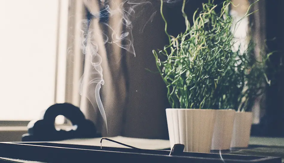 Can smoking kill plants? Lighted incense stick smoking on houseplant