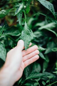 Do plants like being touched? Hand touching leaves