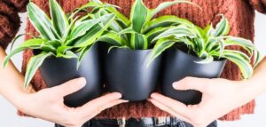 Why are houseplants important? Person holding 3 houseplants