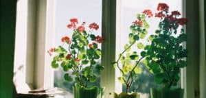 Do houseplants grow all year round? houseplants sitting in the sunny window growing
