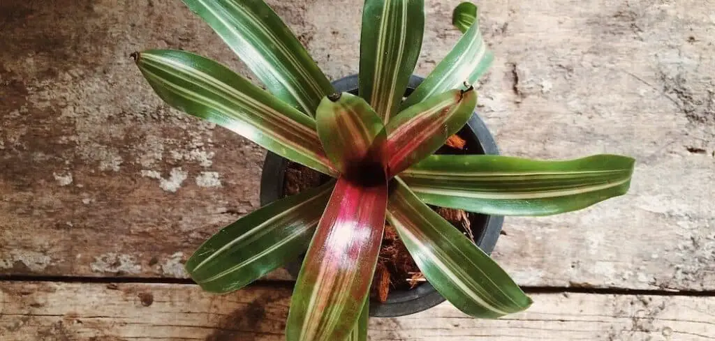 How To Make Your Houseplant Leaves Shine