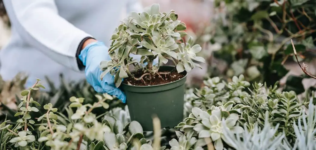 What To Do After Buying An Indoor Plant? Indoor potted plant being bought from plant nursery