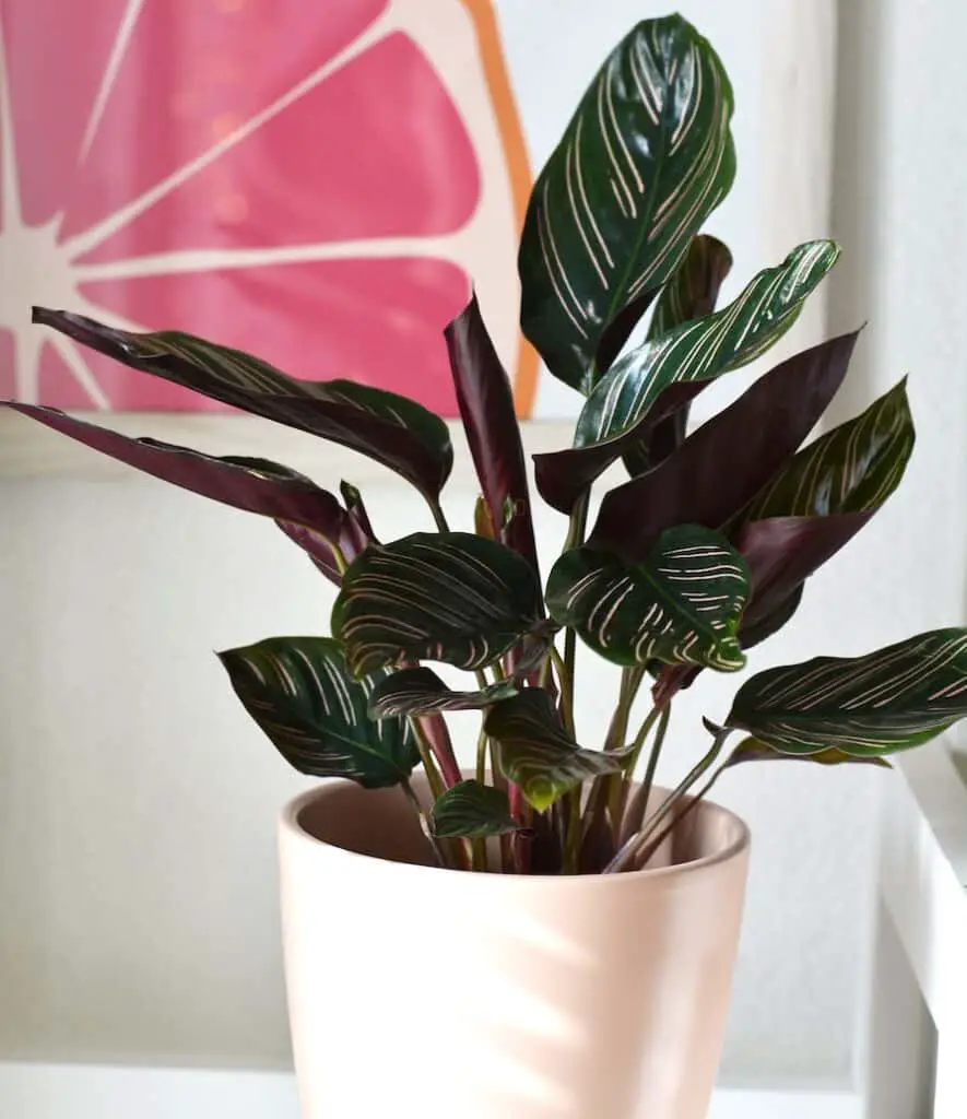 15 Best Big Leaf Indoor Plants (Ranked With Pictures ...