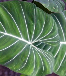 indoor plants with giant leaves - Philodendron Gloriosum 