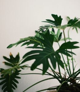 indoor plants with giant leaves - Philodendron Xanadu