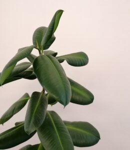 indoor plants with giant leaves - Rubber tree (ficus elastica)