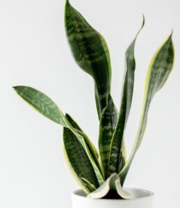 indoor plants with giant leaves - Snake plant