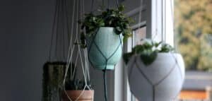 10 best low light hanging indoor plants
