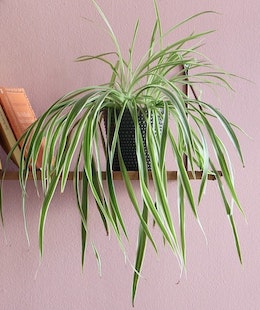 10-best-low-light-hanging-indoor-plants-chlorophytum-comosum-plant