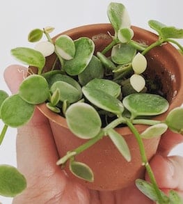 10-best-low-light-hanging-indoor-plants-peperomia-pepperspot