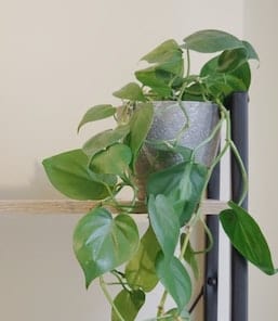 10-best-low-light-hanging-indoor-plants-philodendron-hederaceum-plant