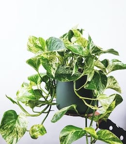 10-longest-living-indoor-plants-devils-ivy