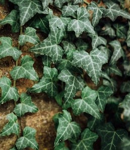10-longest-living-indoor-plants-english-ivy