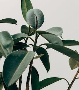 10-longest-living-indoor-plants-rubber-fig