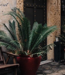 10-longest-living-indoor-plants-sago-palm