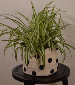 Spider Plant in white pot