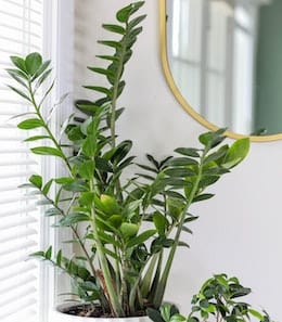 10-longest-living-indoor-plants-zz-plant