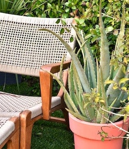 Big Aloe Vera (Aloe barbadensis miller) plant near white garden chair