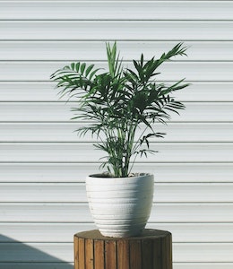 Cascade Palm (Chamaedorea cataractarum) in white pot sitting on wooden pillar