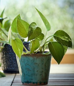 Devil’s Ivy (Epipremnum aureum) plant in green pot and medium light