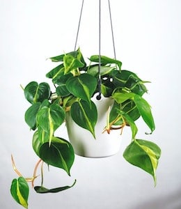 Heartleaf Philodendron (Philodendron scandens) in white hanging pot