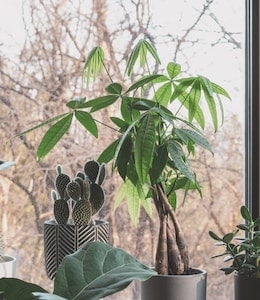 Money Tree (Pachira aquatica) plant sitting in sunny window