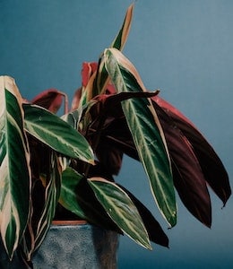 Medium size Multicolor Plant (Stromanthe) in blue pot